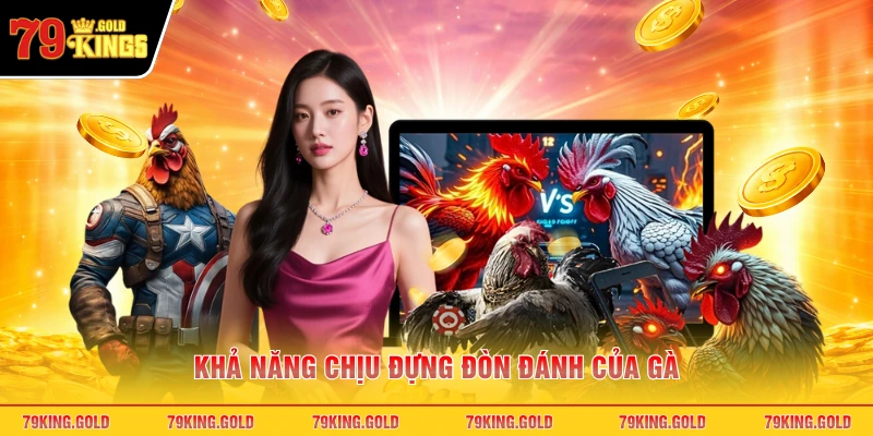 Khả năng chịu đựng đòn đánh của gà
