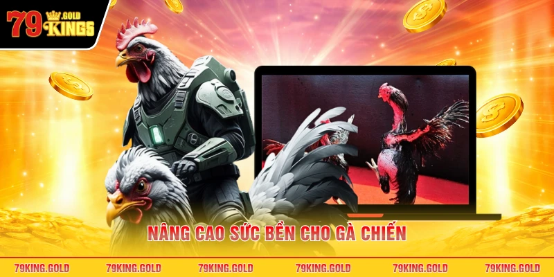 Nâng cao sức bền cho gà chiến